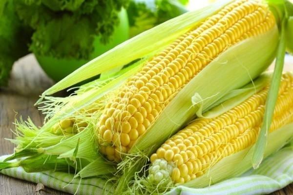 Dàn ý thuyết minh về cây ngô số 1