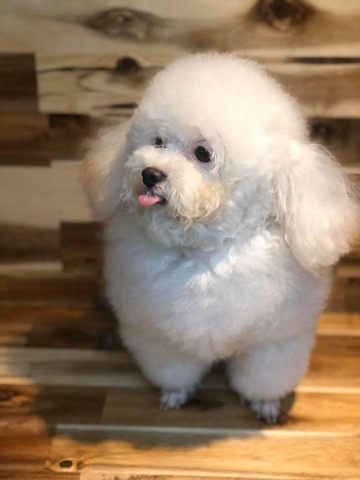 Tiệm thú cưng Hachiko