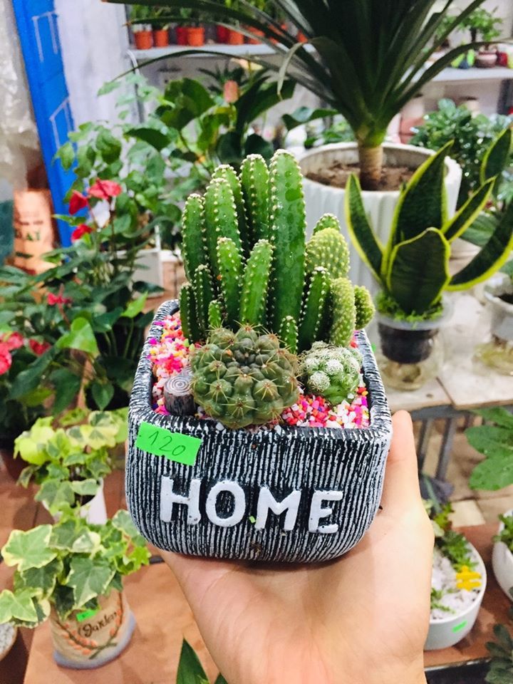 Cây xương rồng vô cùng xinh xắn tại Tiny Garden