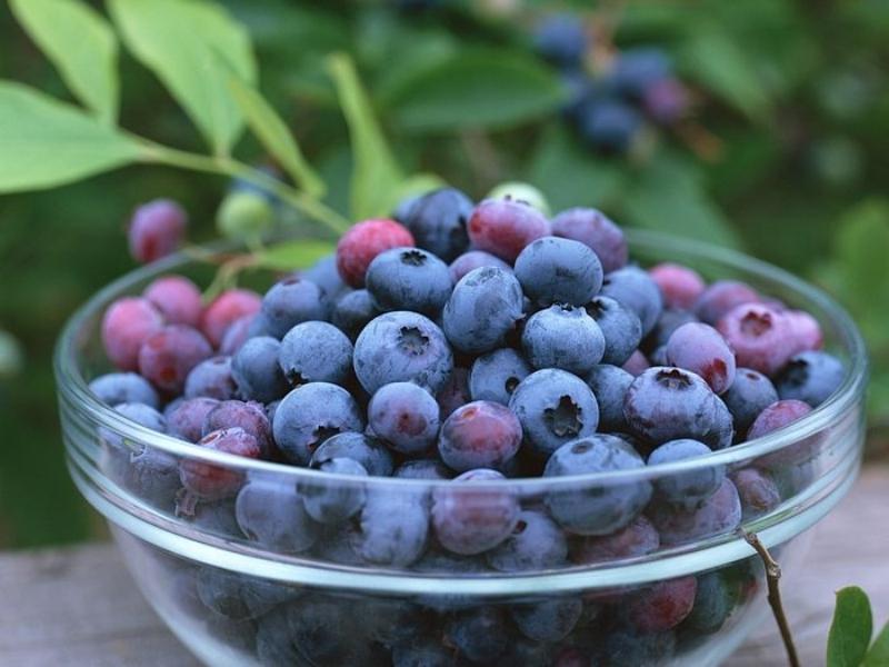 Việt quất còn chứa hợp chất anthocyanin có lợi cho vùng trí nhớ trên não