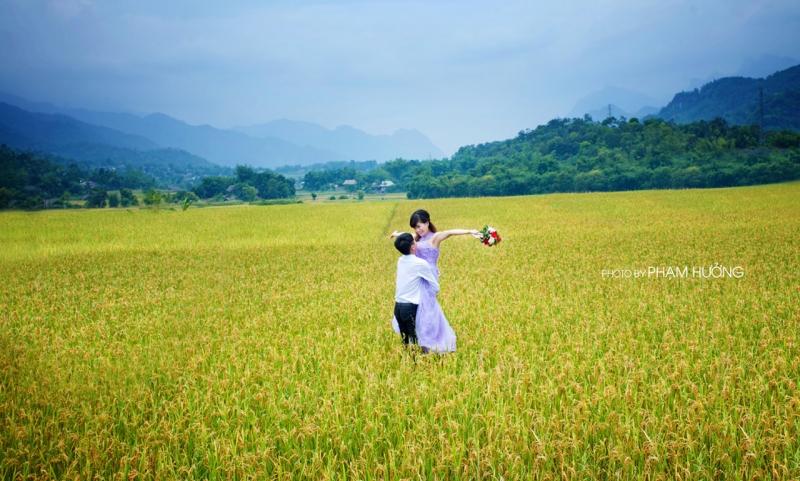 Trên cánh đồng lúa mênh mông