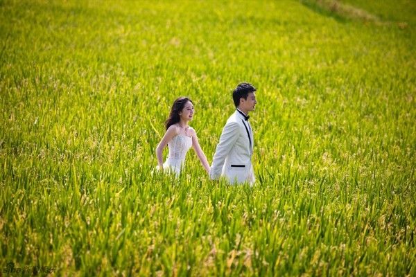 Trên cánh đồng lúa mênh mông