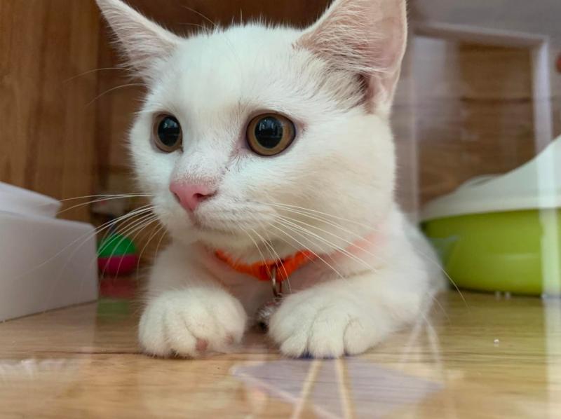 Vua phá hoại