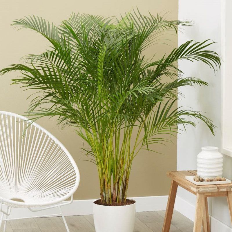 Trồng nhiều cây xanh