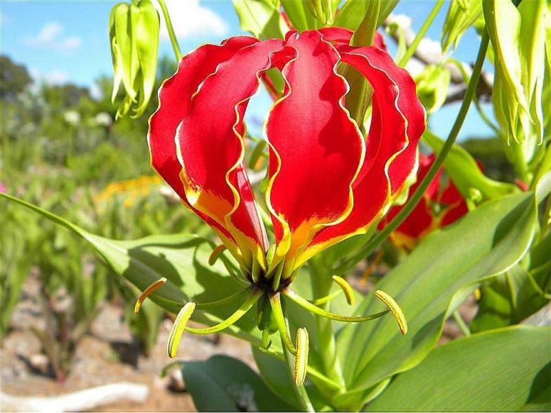 Hoa ngoắt nghẻo