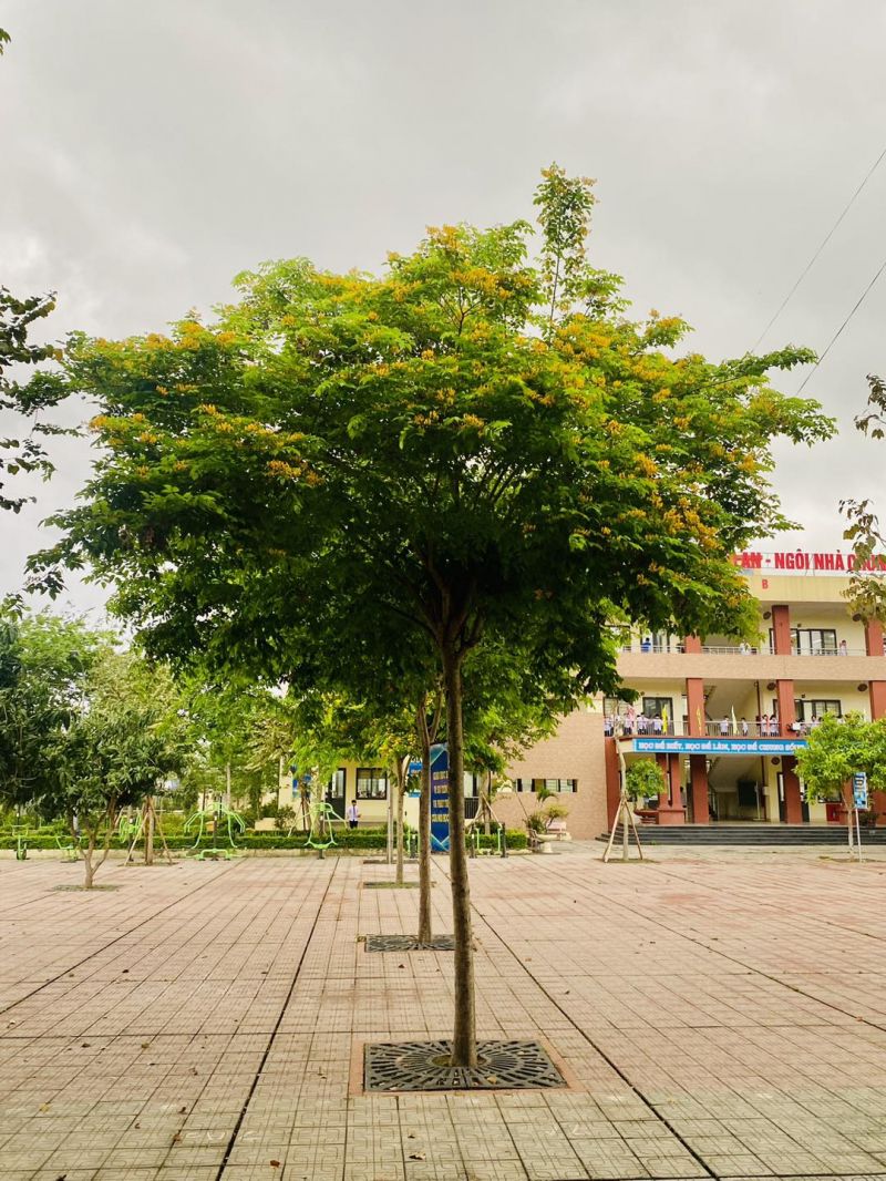 Trường THCS Thọ An