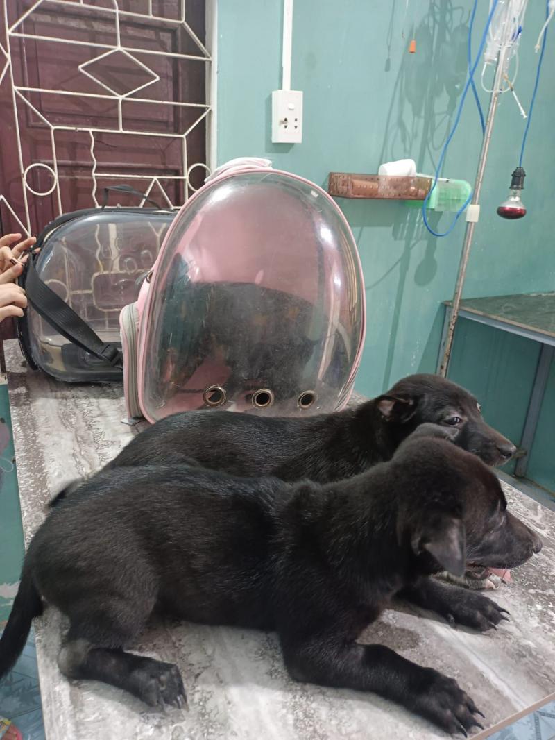 Tươi Pet Thú Y Hội An