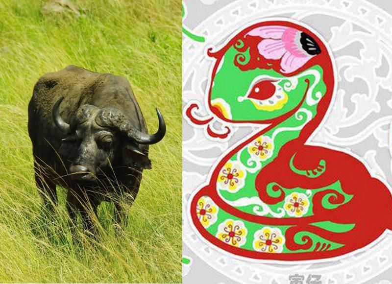 Tuổi Tỵ và tuổi Sửu