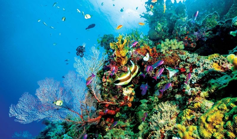 Rạn san hô Great Barrier