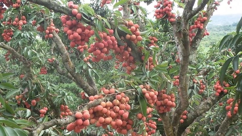 Vải thiều Bắc Giang