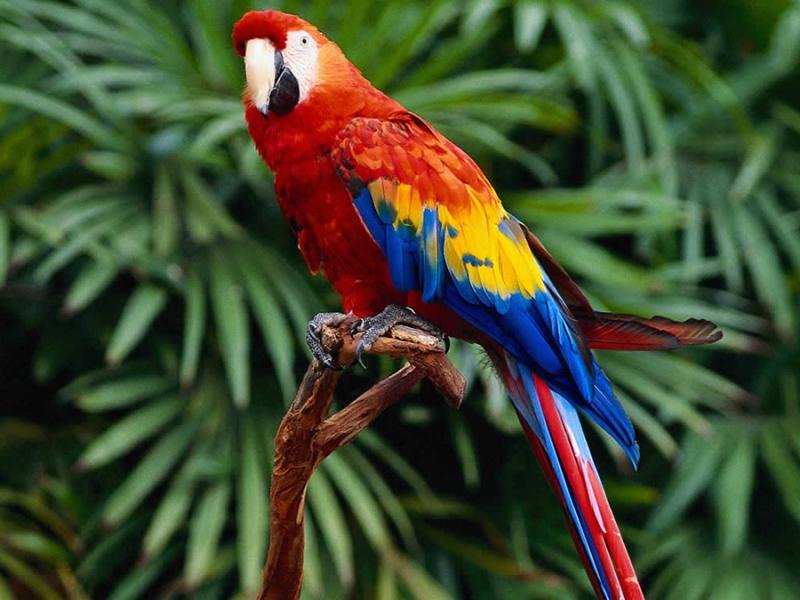 Vẹt Macaw