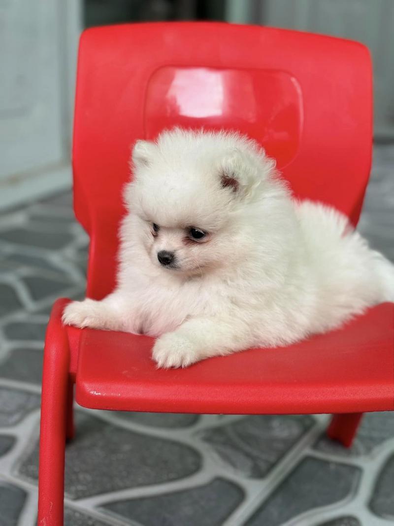 Việt Hà Petshop