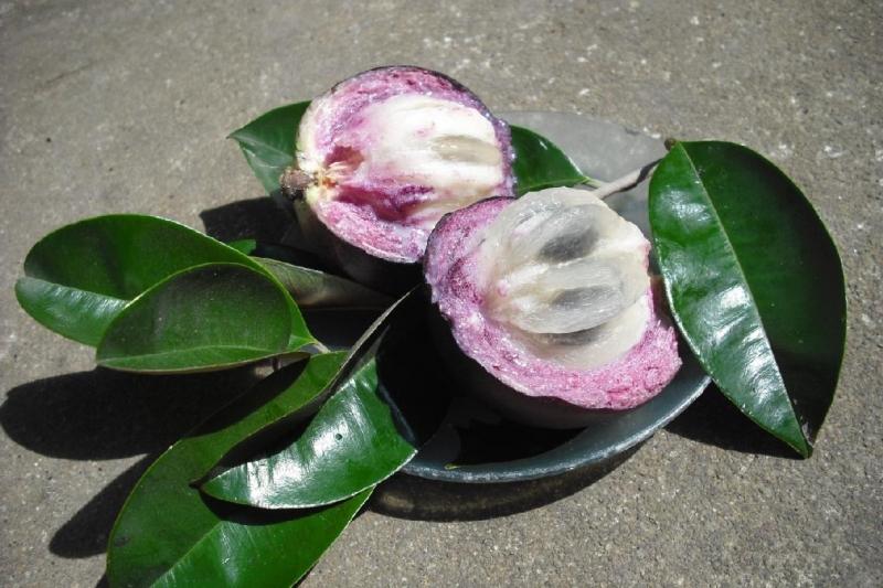 Vú sữa Lò Rèn