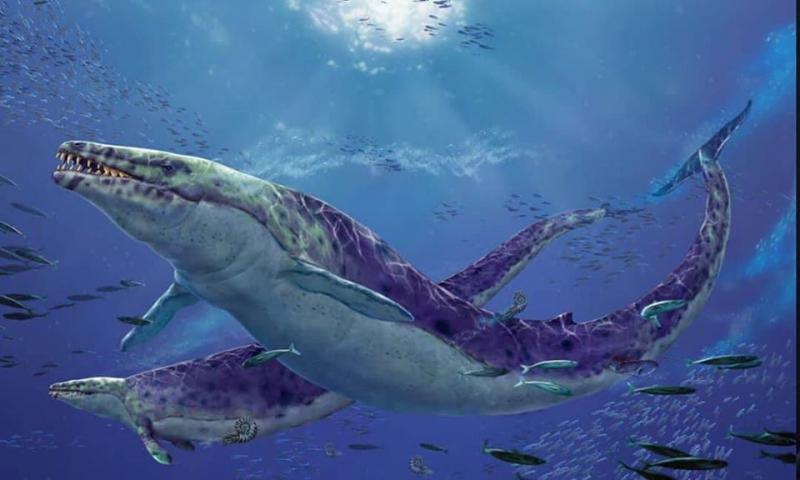 Vua bò sát Basilosaurus