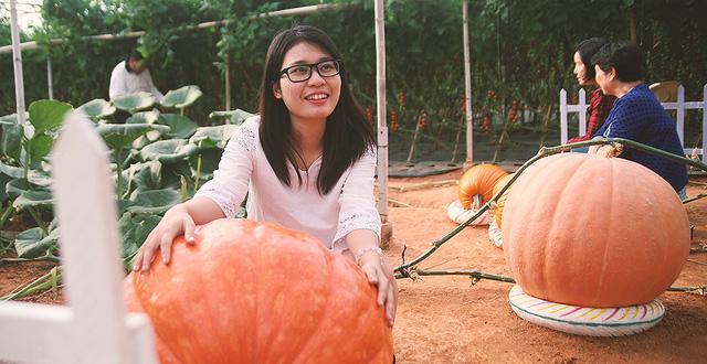 Vườn bí ngô khổng lồ