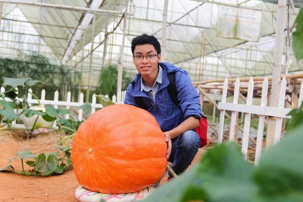 Vườn bí ngô khổng lồ
