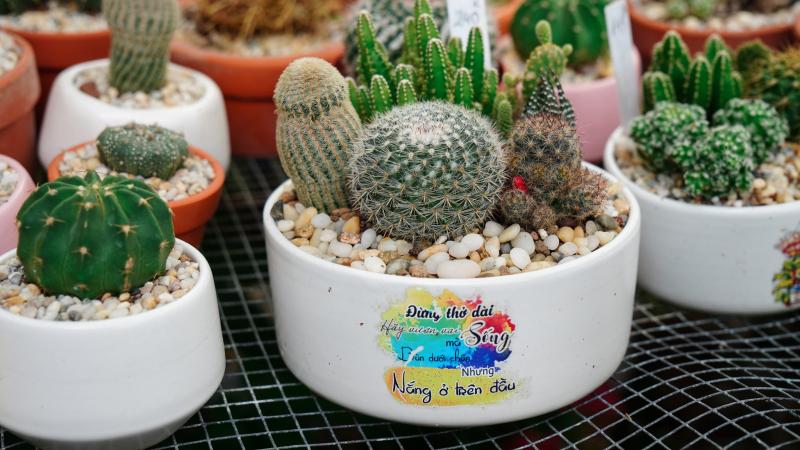 Vườn Của Bờm