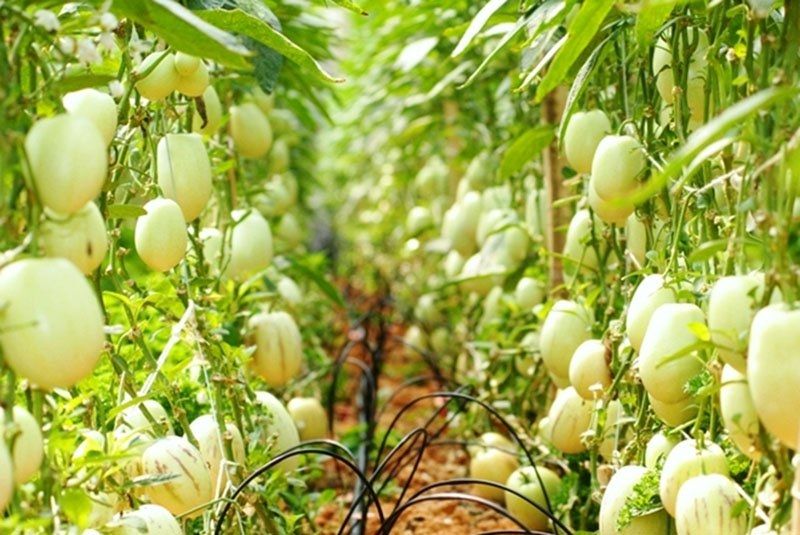 Vườn dưa hấu Pepino