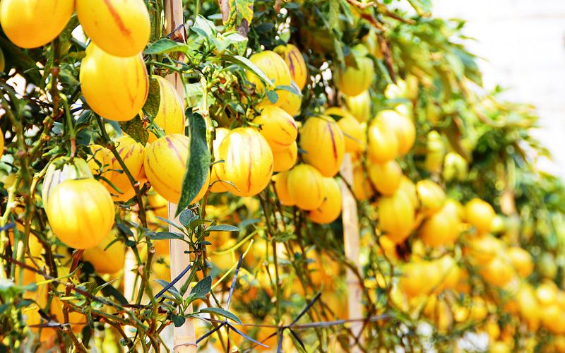 Vườn dưa hấu pepino