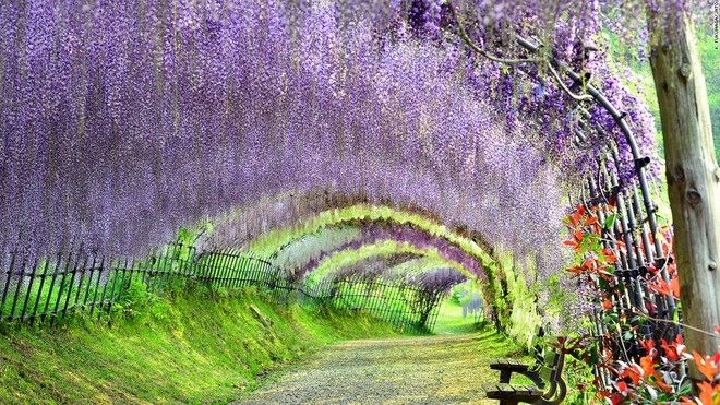 Vườn hoa Kawachi Fuji (Fukuoka)