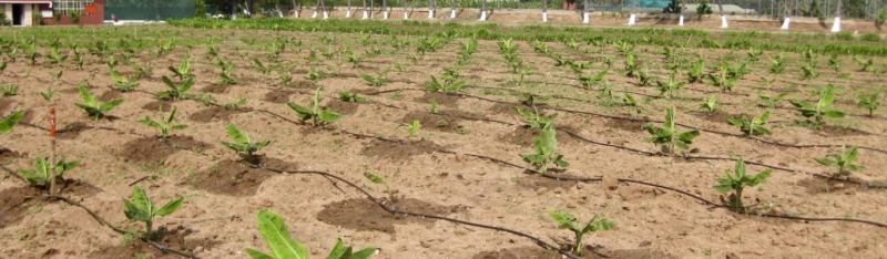 Thiết bị tưới nhỏ giọt tại Vườn Nhiệt Đới