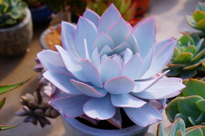 Vườn Sen Đá Glass Garden