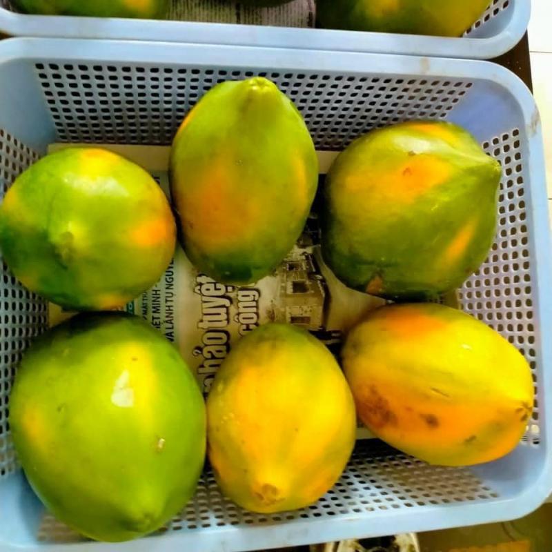 Vườn thực phẩm sạch Bảo Thắng