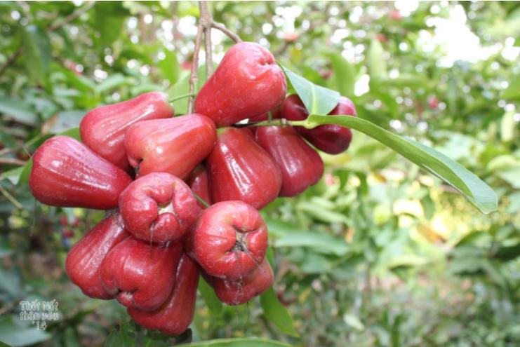 Trái mận An Phước màu đỏ bóng, to đẹp