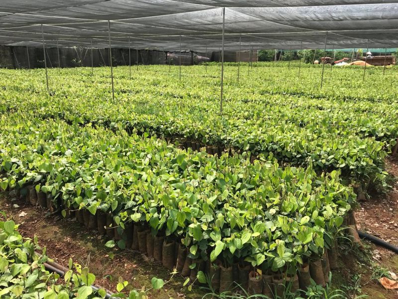 Vườn ươm Cây Giống Eakmat