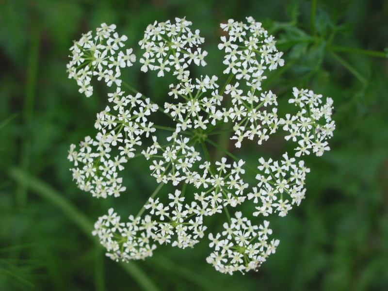Water Hemlock mang trong mình độc tố cicutoxin ở tất cả các bộ phận