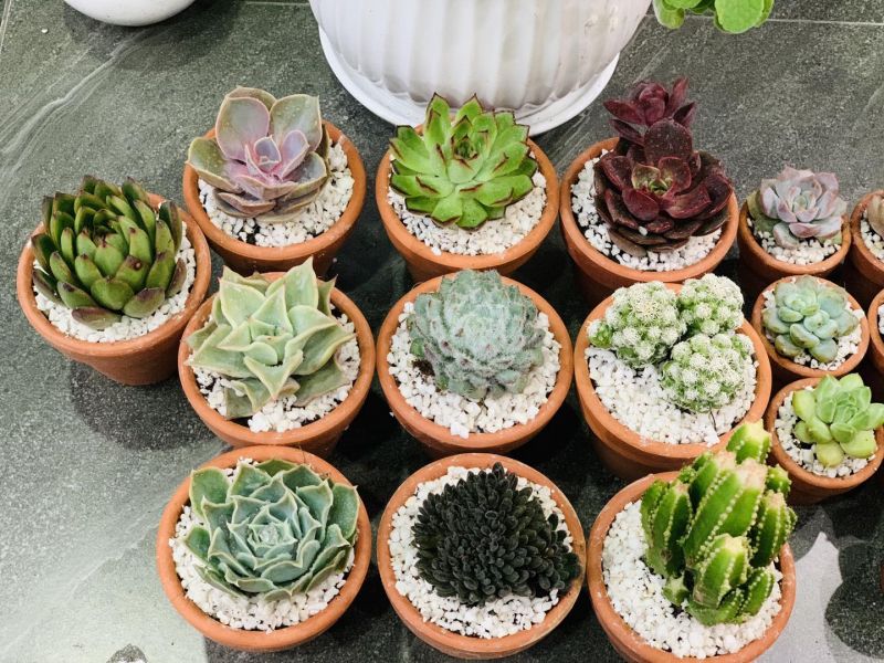 Win Garden