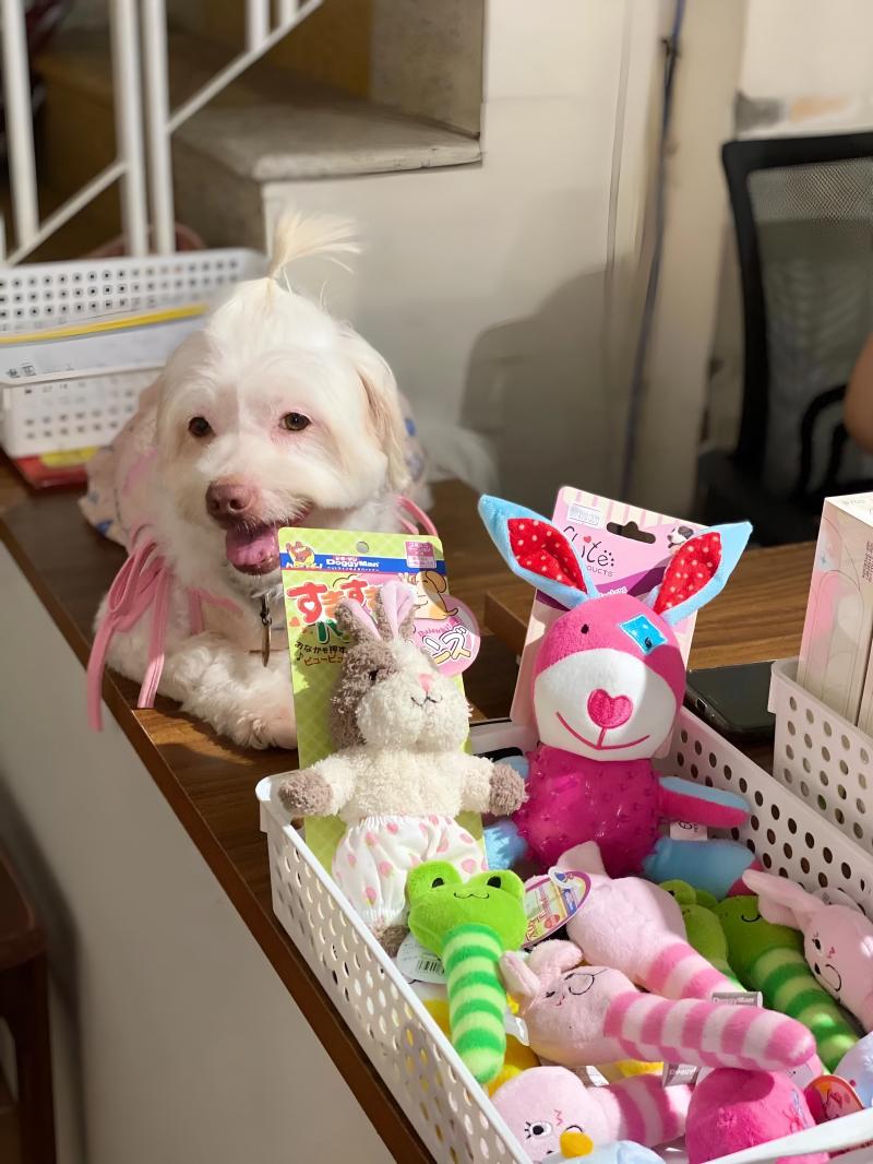 Wind Fin Pet Shop