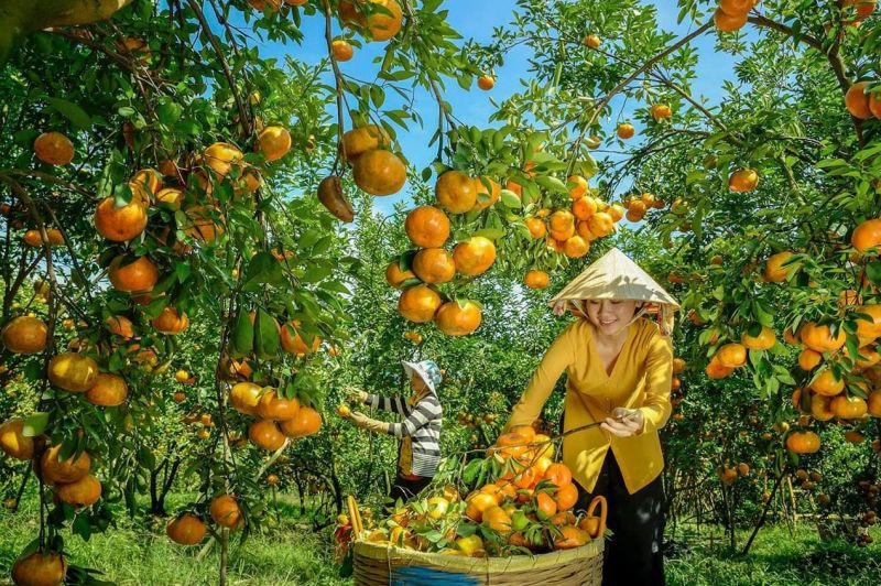 Quýt hồng  Lai Vung
