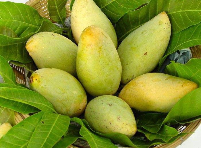 Xoài cát Hòa Lộc