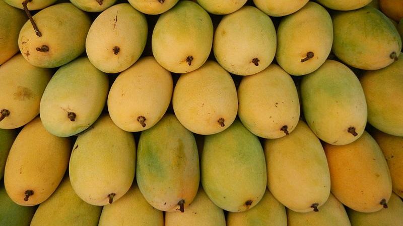 Xoài cát Hoài Lộc