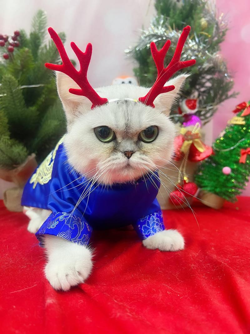 Zuli - Pet Salon & Store
